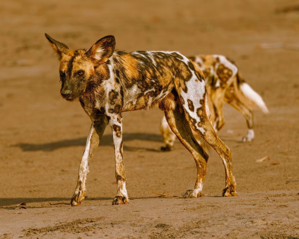 Wild Dog Pausing During Early Morning Photography Art | Mike Soegtrop Photography