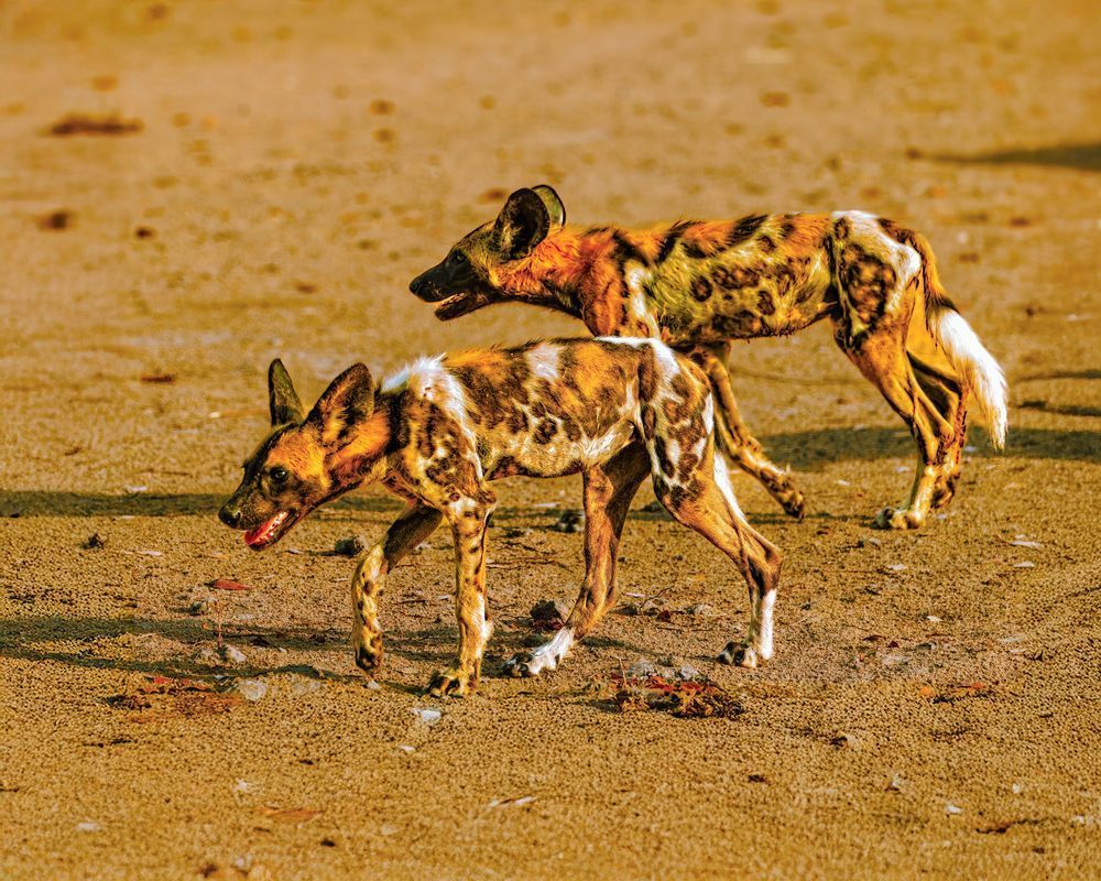 Pair Of Wild Dogs Near Luwi, Zambia Photography Art | Mike Soegtrop Photography