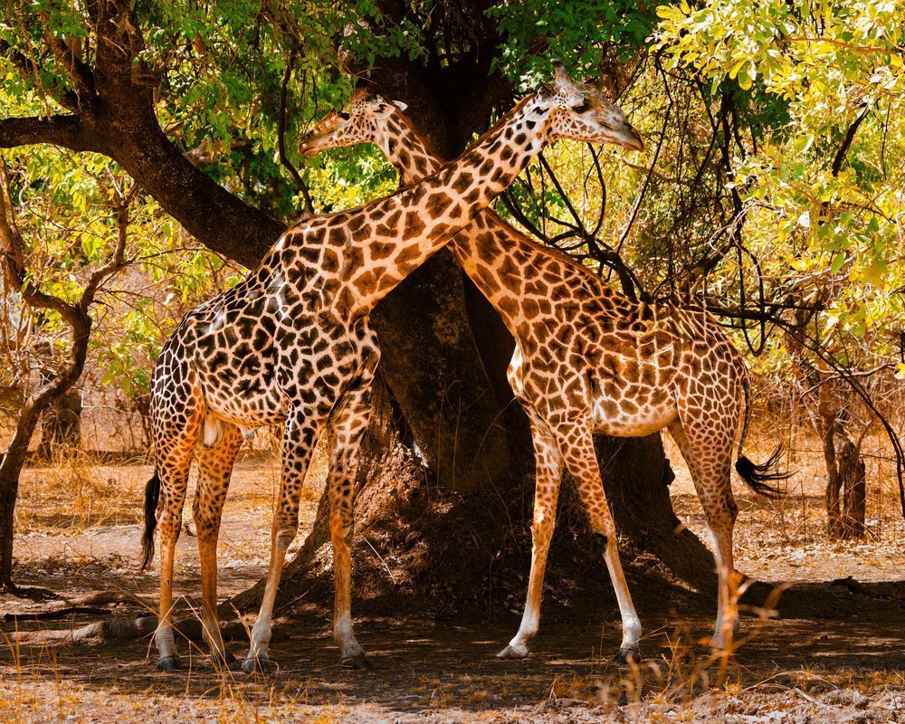 Two Girafes Cross Necks Photography Art | Mike Soegtrop Photography