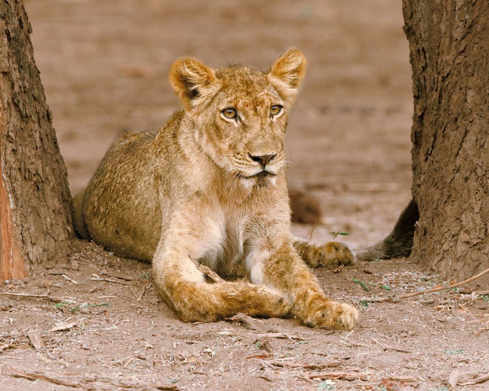 Lion, Female Juvenile In Zambia Photography Art | Mike Soegtrop Photography