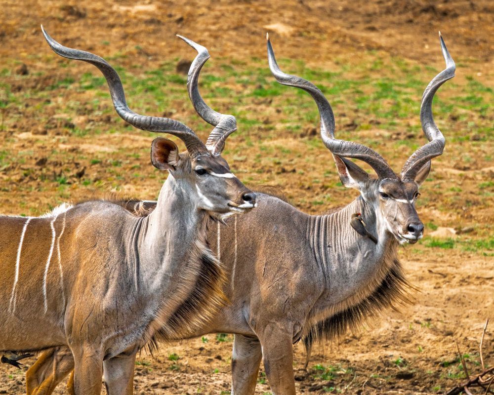 The Great Kudu Pair Closeup Photography Art | Mike Soegtrop Photography