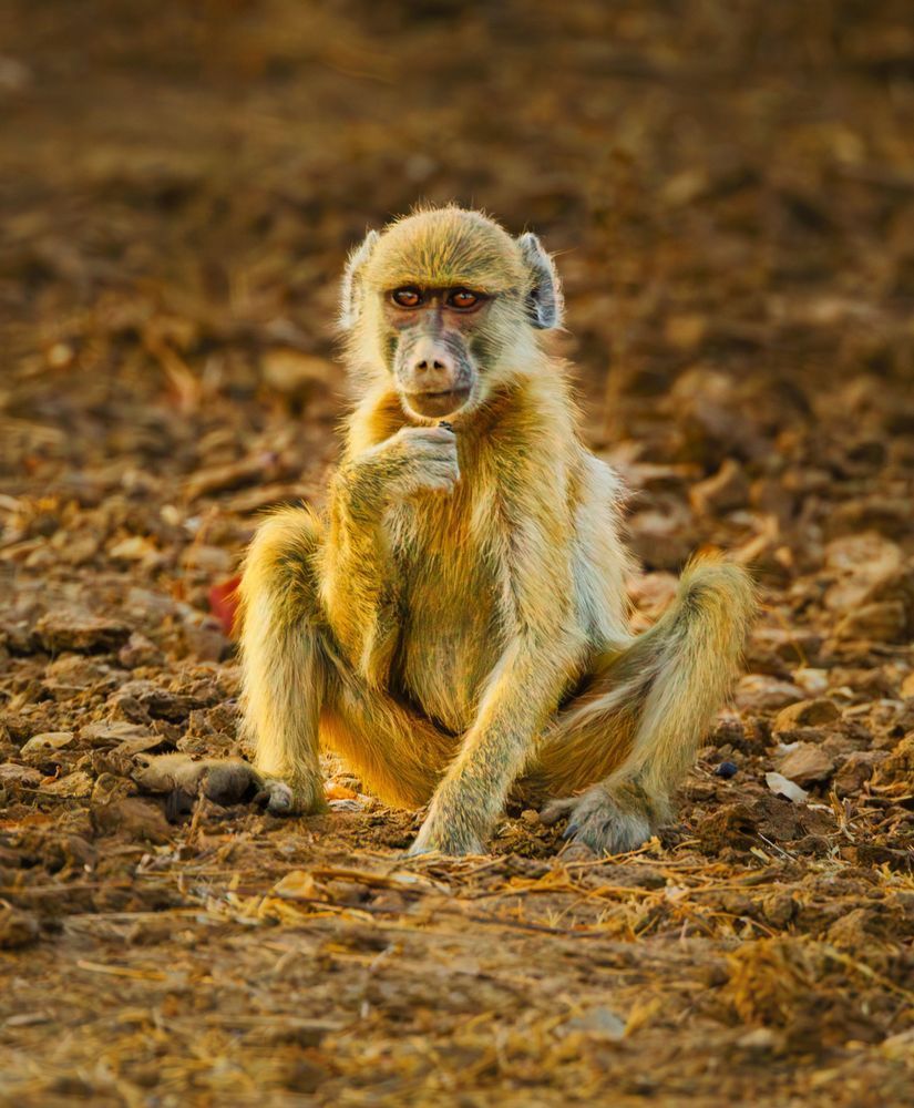 Baboon Demonstrating  'the Thinker" Position Photography Art | Mike Soegtrop Photography