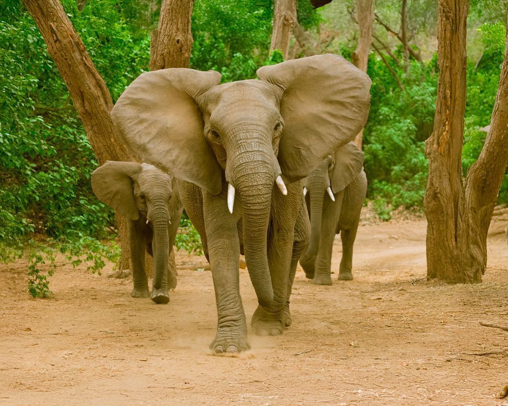 Elephant In A Threatening Stance Photography Art | Mike Soegtrop Photography