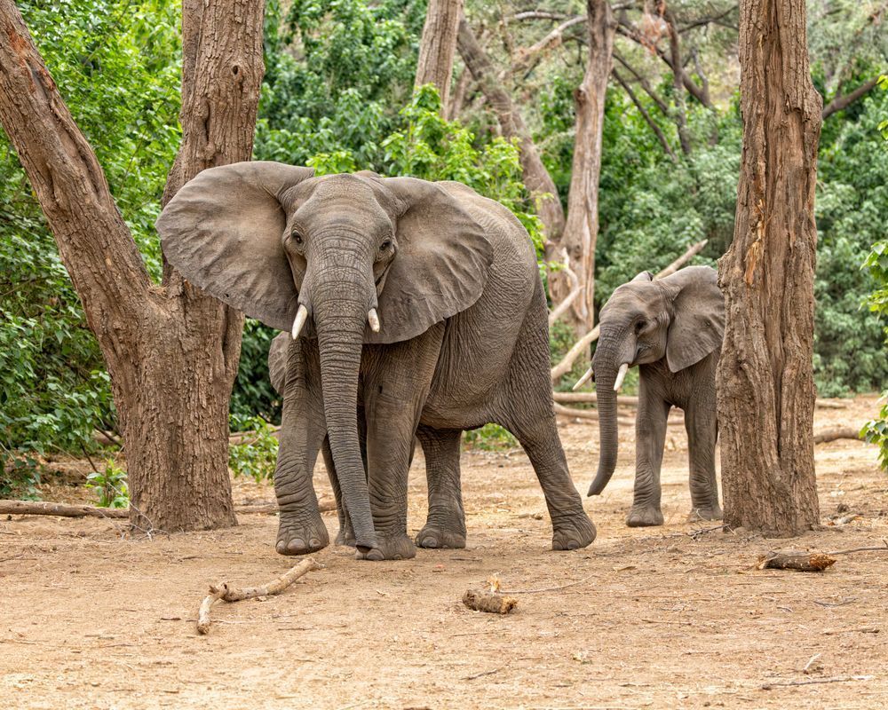 Elephant Raising Her Ears In Alarm Photography Art | Mike Soegtrop Photography