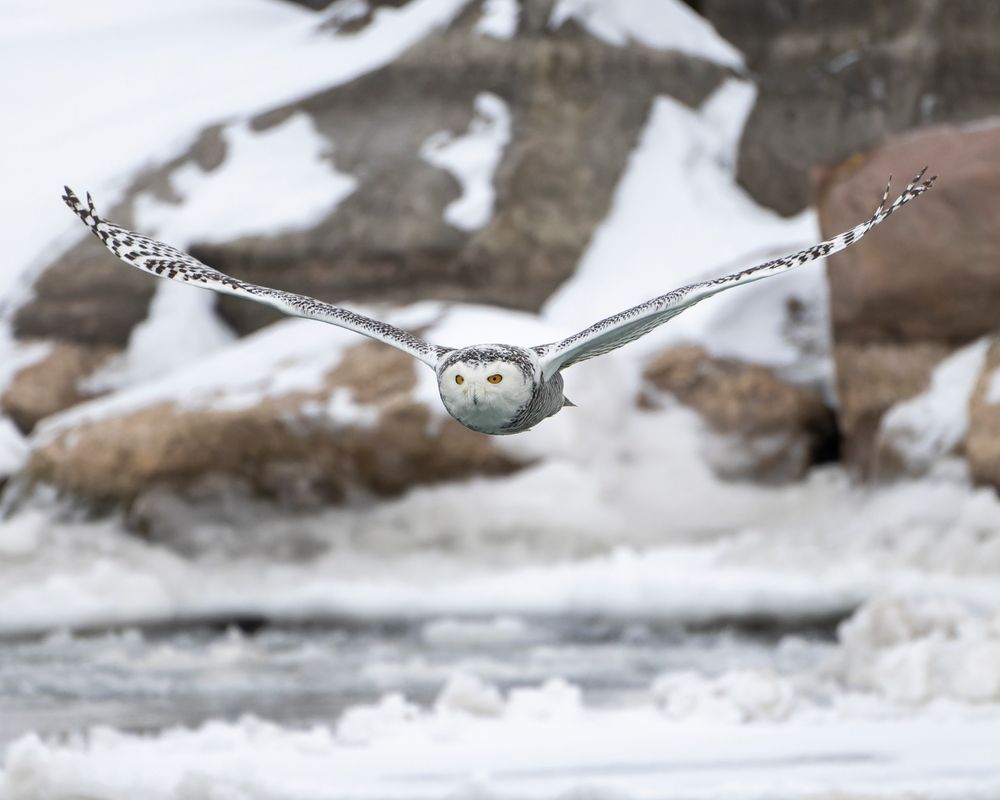 Snowy Owl