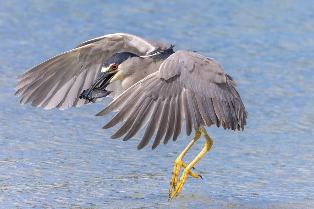 Black Crowned Night Heron Catching Seaside Fish Photography Art | Mike Soegtrop Photography
