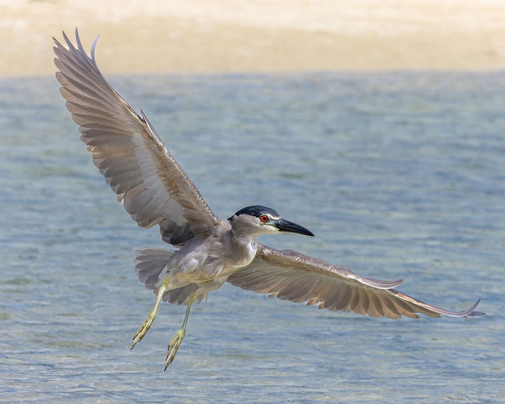 Black Crowned Night Heron In Flight Along Beach Photography Art | Mike Soegtrop Photography