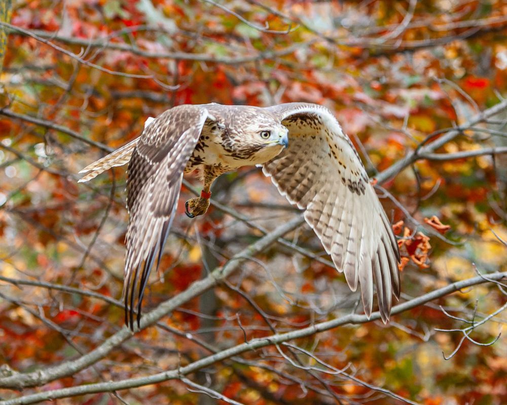 Red Tailed Hawk (Juvenile) Flying Through Trees In  Fall Photography Art | Mike Soegtrop Photography