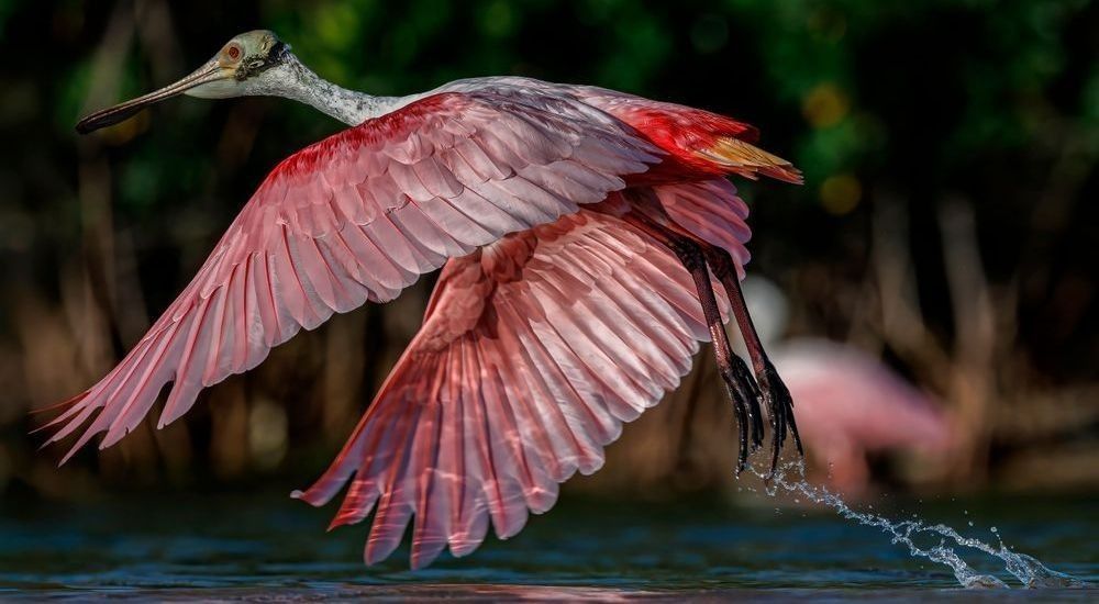 
        <div class='title'>
          Roseate Spoonbill Takeoff
        </div>
       
        <div class='description'>
          Roseate Spoonbill Takeoff and reflections.
        </div>
      