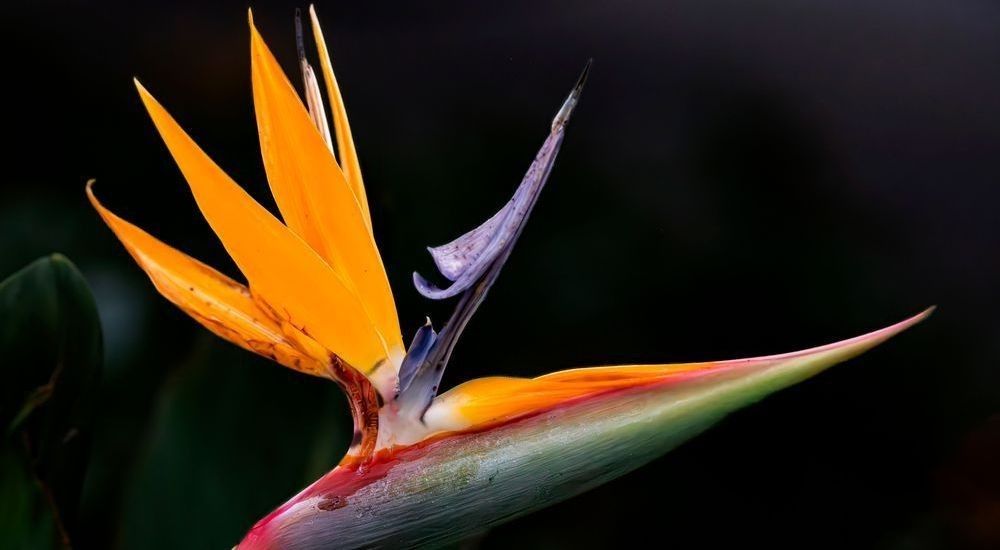 
        <div class='title'>
          Bird of Paradise
        </div>
       
        <div class='description'>
          Bird of Paradise, Zoo Tampa, Florida
        </div>
      