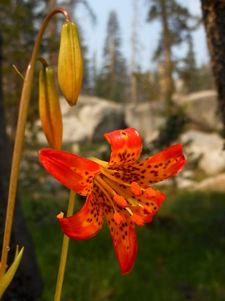 "Alpine Lily"

Alpine Lily, High Sierra Lilly Lilium parvum, 

Wildflower, Sunrise Camp,  JMT John Muir Trail, Yosemite National Park, California, USA 17-9-4-216 8/31/2017

© 2019 Don Kreuter 
All Rights Reserved