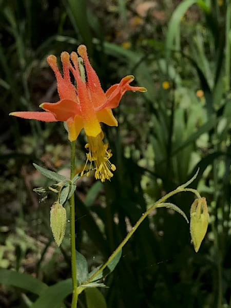 10 Crimson Columbine 18 6 28 6058 Art | Don Kreuter Photography