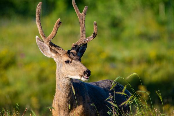 Animals and Wildlife