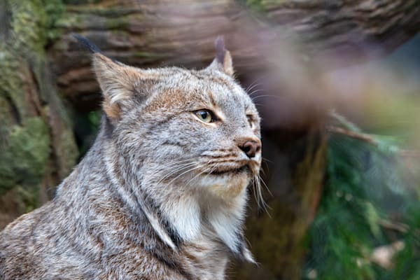 Lynx