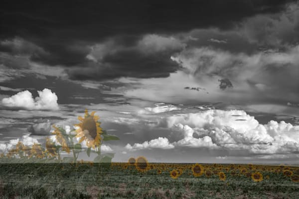 Why We Can't Have Nice Things