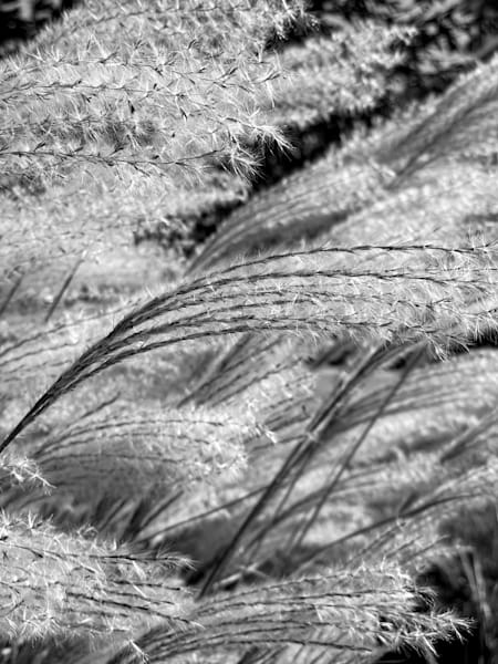 Wispy Grass