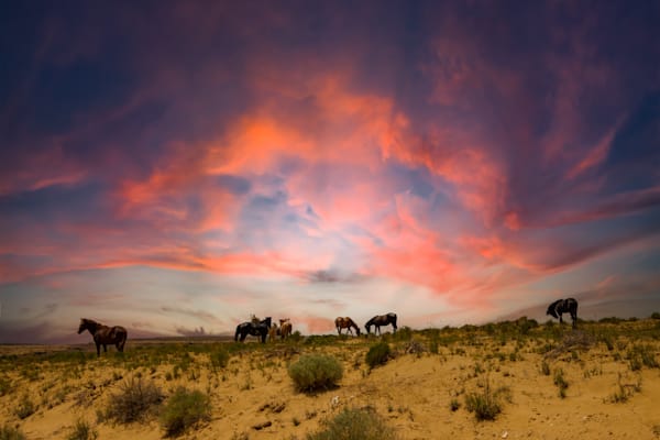 Wild Horses Sunset