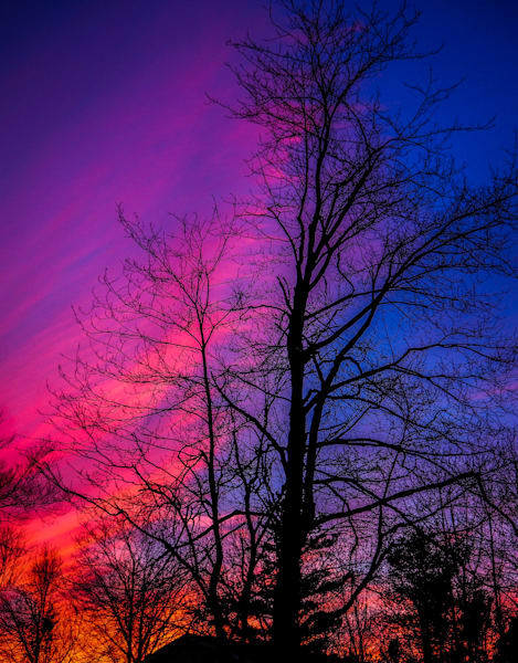 Branches Against the Fire