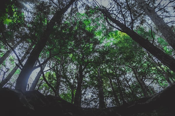 Beneath the Canopy