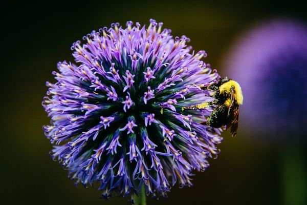 Macro Marvels 