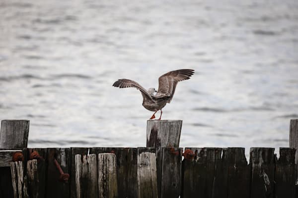 Balance on the Bay