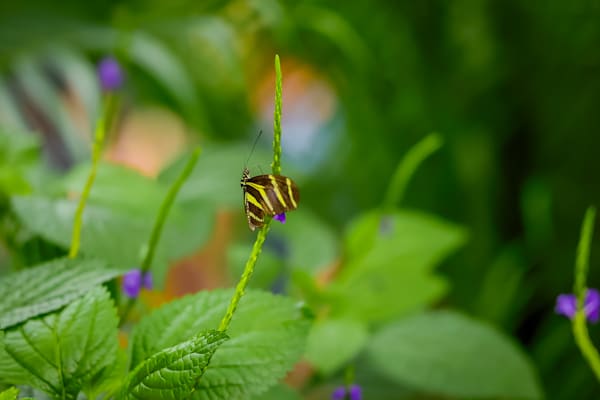 A Tranquil Dance Among the Leaves