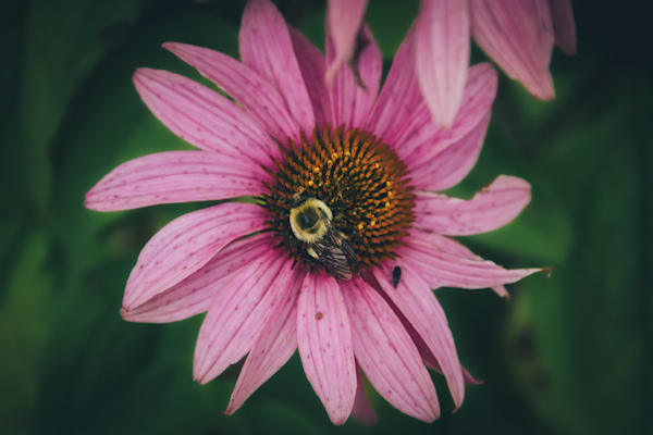 Floral Whispers