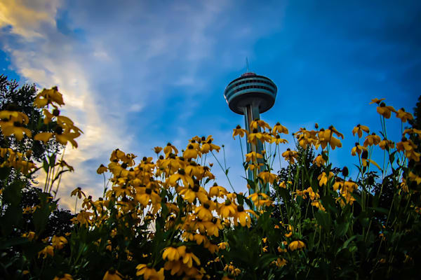 Golden Blooms Beneath the Tower