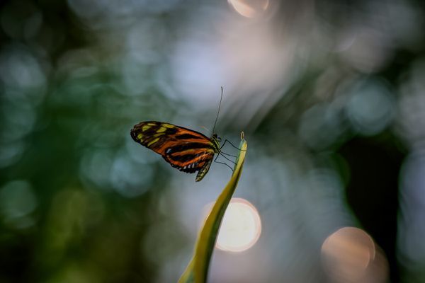Flutter + Grace 