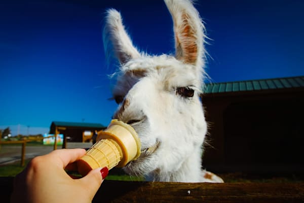 Just One Lick