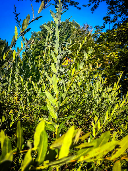 Hidden Monarch