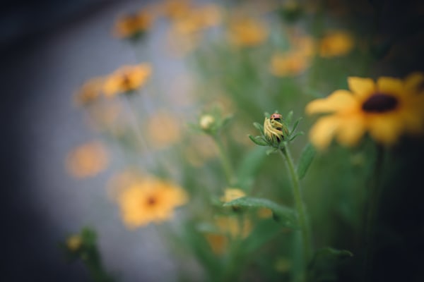 Ladybug's Haven Among the Blooms