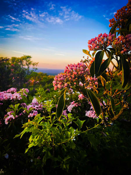 Mountain Laurel Morning