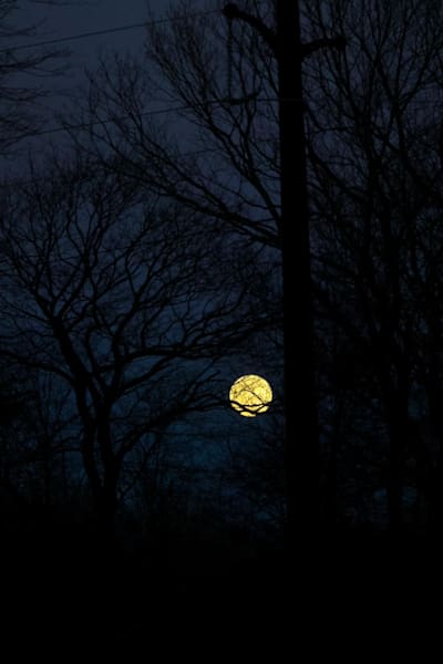 Moonrise Through the Tangle