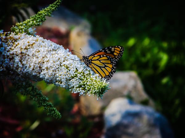 Monarch Moment