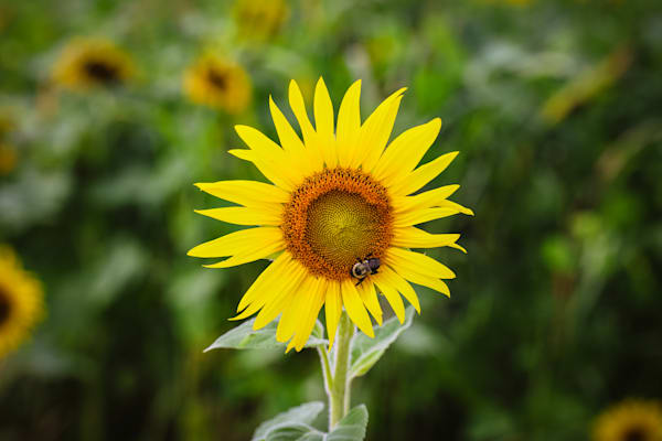 Sunlit Serenity