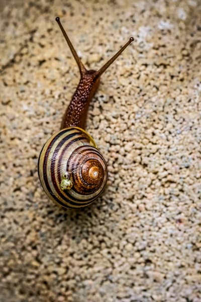 Spirals in Motion