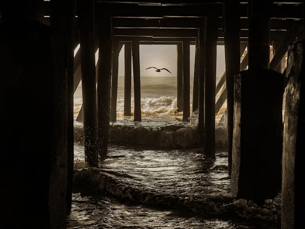 Seagull Under the Pier