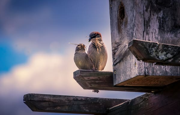Perched Together