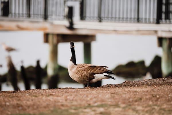 Pier Patrol