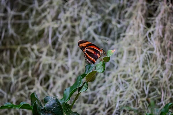 Whispering Wings