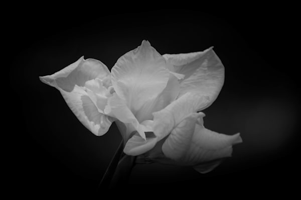 Whispers in Bloom