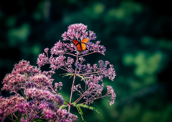 Winged Reverie