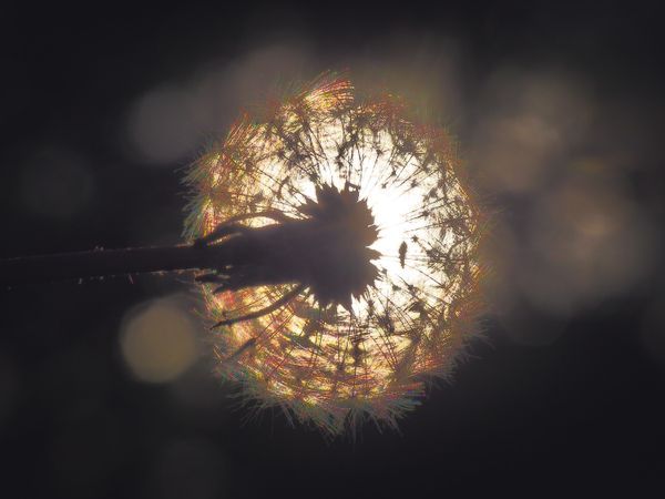 Bloom + Branches