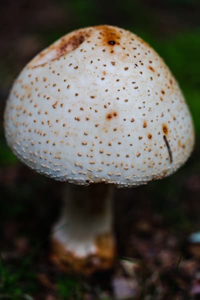 The Forest's Lantern