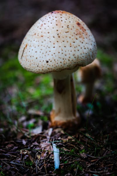 The Forest Architect