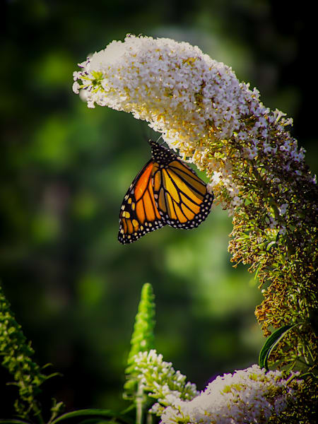 The Garden's Guardian