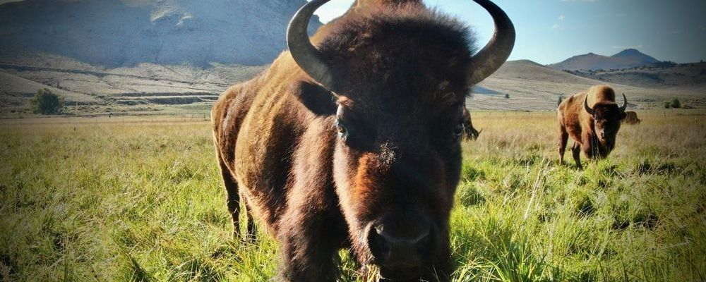 
        <div class='title'>
          Buffalo
        </div>
       
        <div class='description'>
          
        </div>
      