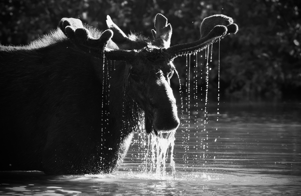 Wildlife