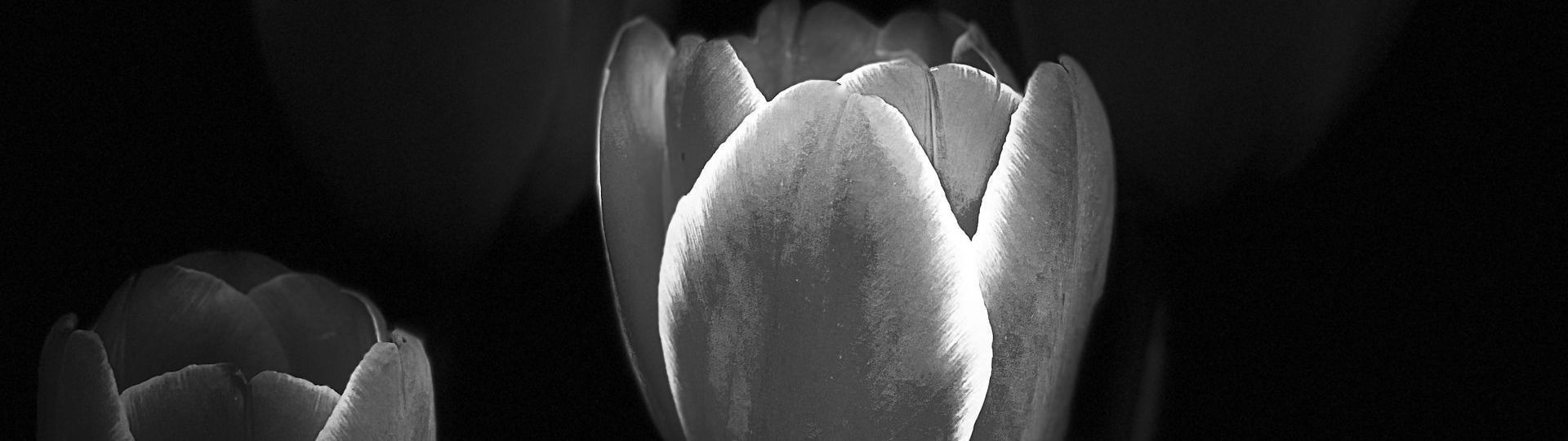 
        <div class='title'>
          Tulips
        </div>
       
        <div class='description'>
          
        </div>
      
